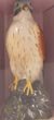 Royal Doulton Kestral Whisky Decanter (20cls)